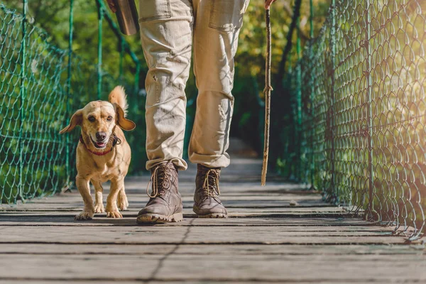 Hiker with small yellow dog