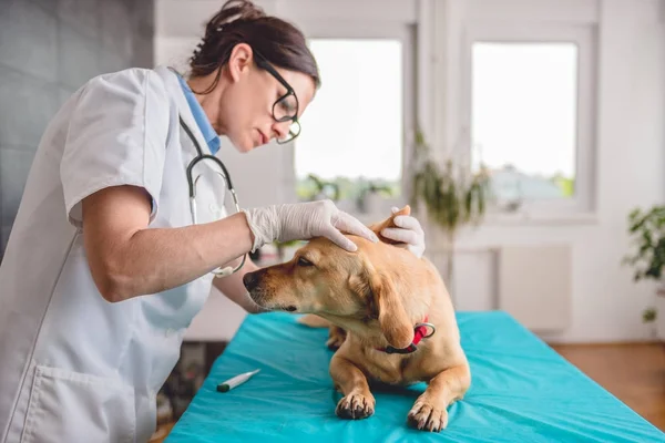 Kvinnlig veterinär undersöker hund — Stockfoto