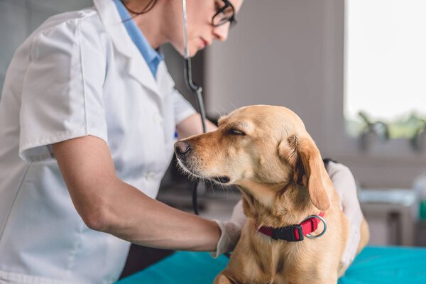 female veterinarian examining dog 