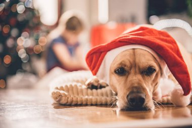 Küçük sarı köpek