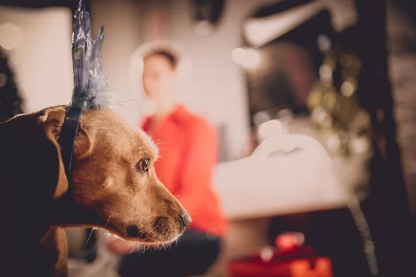 Kleine gele hond — Stockfoto