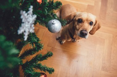 Noel ağacı tarafından oturan köpek