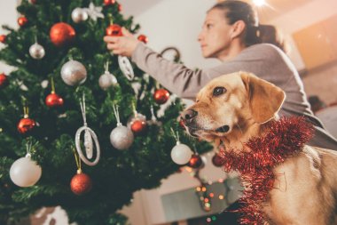 Köpek sahibi oturan