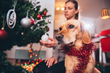 Noel ağacı tarafından oturan köpek