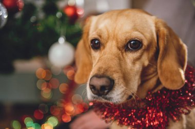 Küçük sarı köpek 