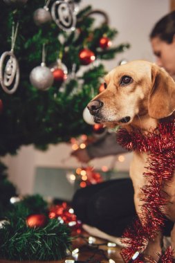 Noel ağacı tarafından oturan köpek