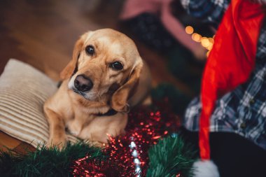 Yastığın üzerinde bırakmasını köpek