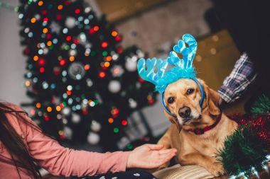 Sarılma iki kız köpek sarı