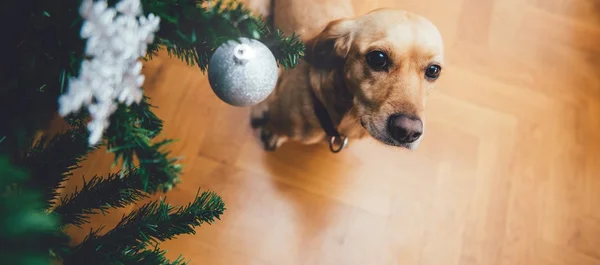 Cão sentado na árvore de Natal — Fotografia de Stock