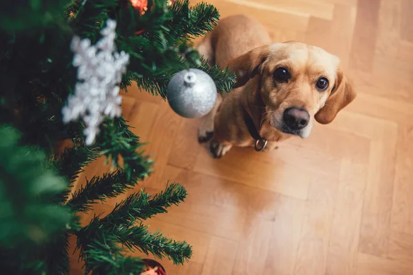 クリスマス ツリーのそばに座って犬 — ストック写真