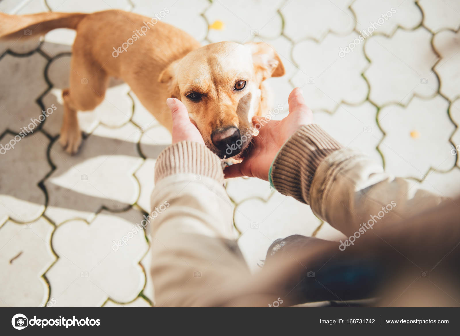 мультфильм собака джейк и. джейк. джейк пес. желтая собака порода. джейк время приключений.