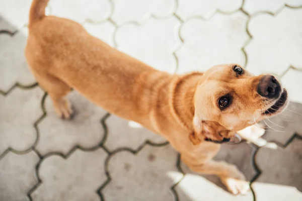 Лай жёлтой собаки — стоковое фото