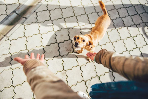 Besitzer ruft Hund — Stockfoto