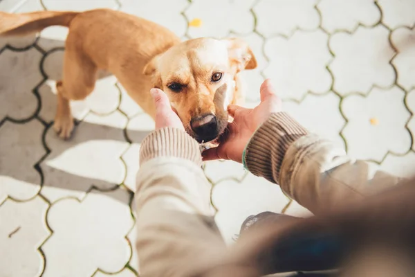 Kvinnan krama hennes hund — Stockfoto