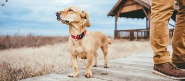 Köpek ve geçit üzerinde duran uzun yürüyüşe çıkan kimse 