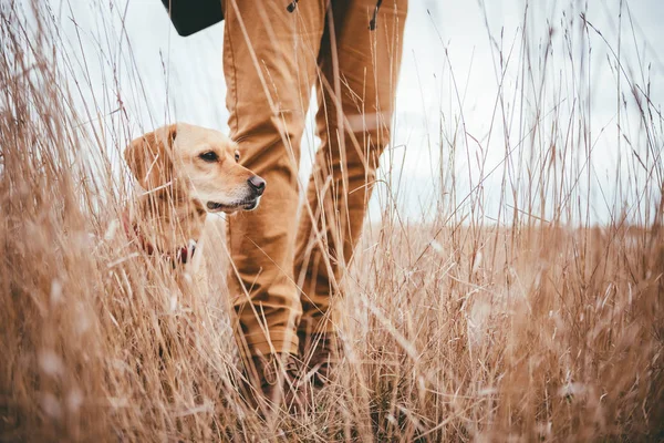 Caminhante e cão em grama alta — Fotografia de Stock