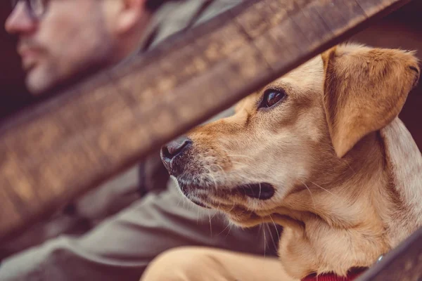 สุนัขและนักปีนเขาพักผ่อน — ภาพถ่ายสต็อก