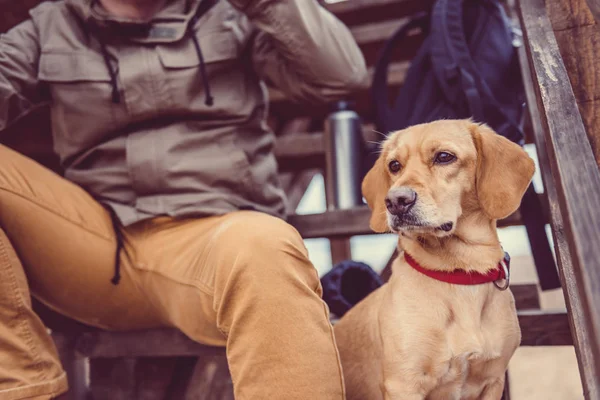 Vandrer og hund sidder på trapper - Stock-foto