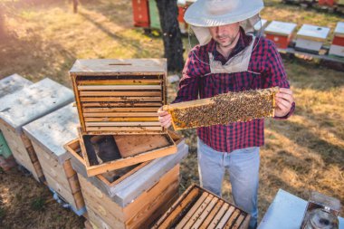 Arıcı kontrol arılar açık havada