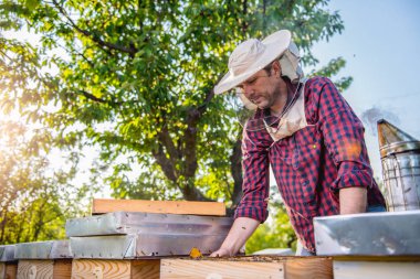 Arıcı kontrol bal arıları