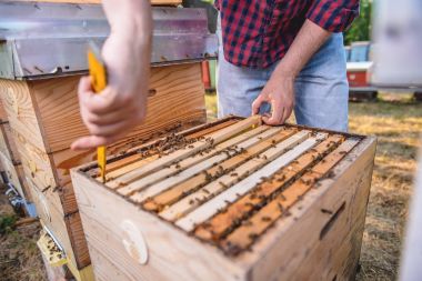 Arıcı kontrol bal arıları