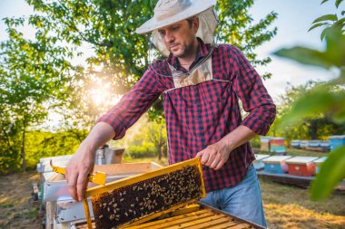 Petek arı kontrol ile arıcı