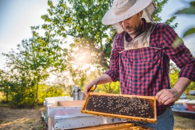 Petek arı kontrol ile arıcı