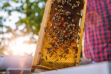 Arıcı kontrol bal arıları