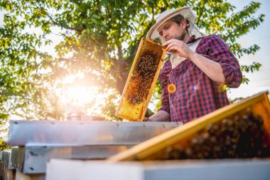 Arı kovanı kontrol arıcı