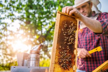 Arılar kontrol arıcı 