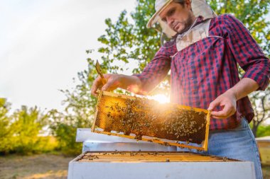 Arılar kontrol arıcı 
