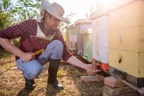 Apicoltore che ispeziona api mellifere — Foto Stock
