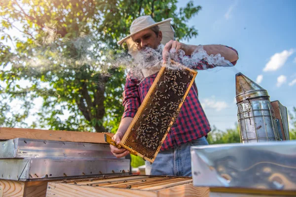 Pszczelarz dokonujące kontroli pszczoły — Zdjęcie stockowe