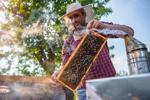 Apicultor inspeccionando abejas —  Fotos de Stock