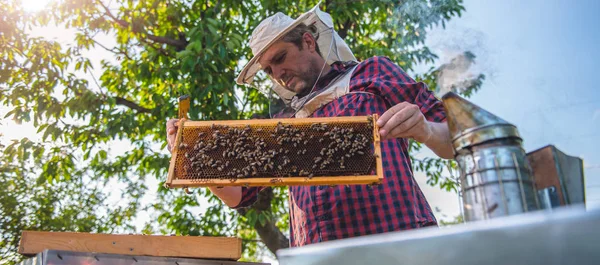 Apicultor inspeccionando abejas — Foto de Stock