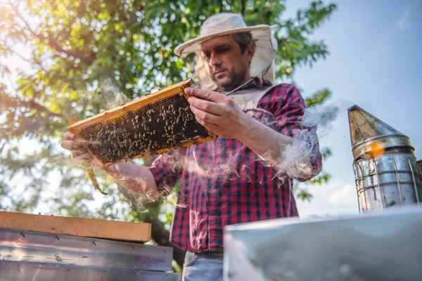 Biodlaren inspektera bikupor — Stockfoto