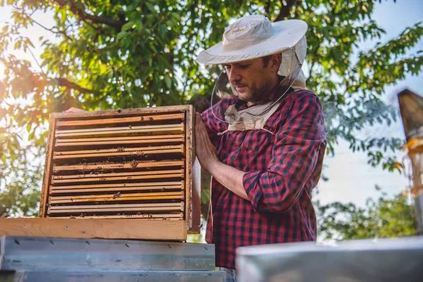 Imker inspiziert Bienenstöcke — Stockfoto