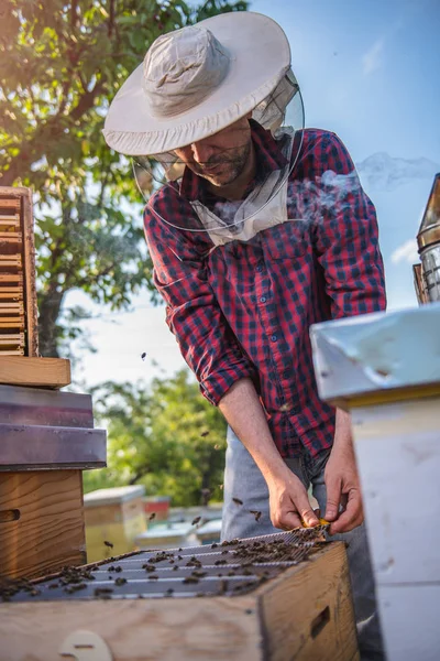 Apicultor que inspeciona abelhas e colmeias — Fotografia de Stock