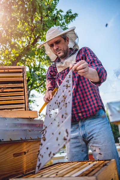 Apicultor que inspeciona abelhas e colmeias — Fotografia de Stock