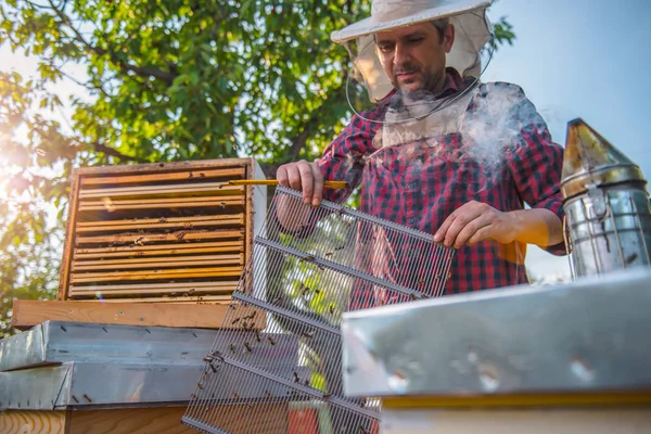 Apicultor inspeccionando abejas y colmenas — Foto de Stock