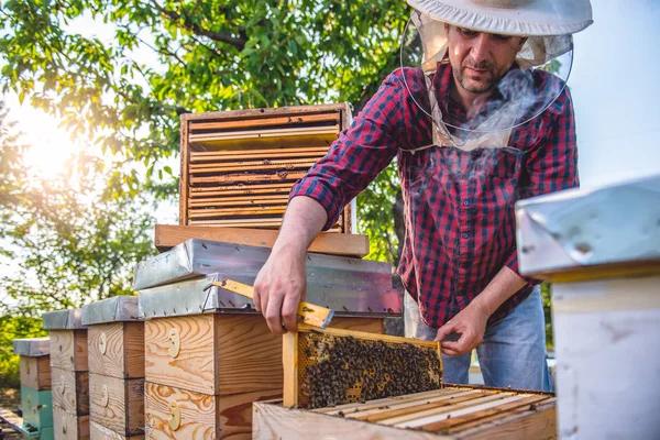 Bal ve arı kovanı teftiş arıcı