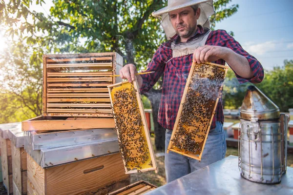 Μελισσοκόμος επιθεώρηση μέλι και τα μελίσσια — Φωτογραφία Αρχείου