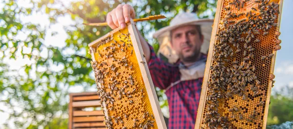 Nahaufnahme von Honigbienen — Stockfoto