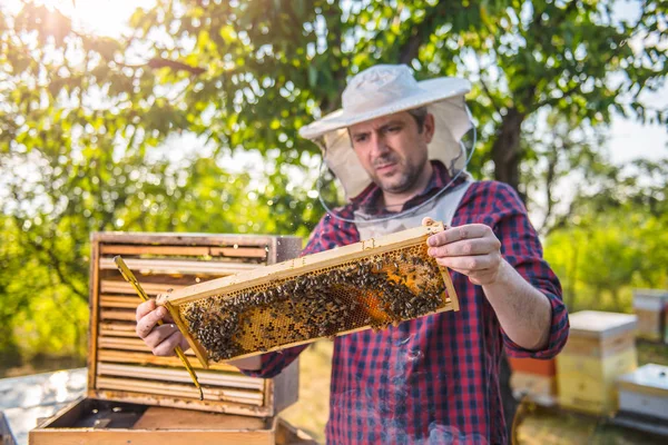 Nahaufnahme von Bienenstöcken — Stockfoto