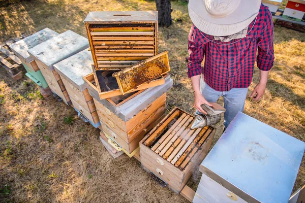Foto de cerca de las abejas melíferas — Foto de Stock