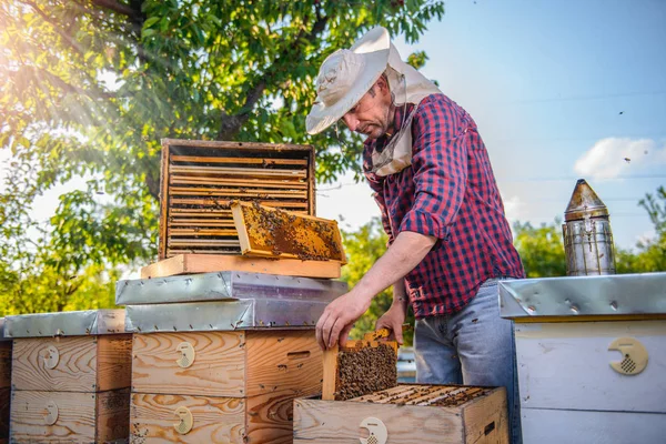 Apicultor revisando abejas al aire libre — Foto de Stock