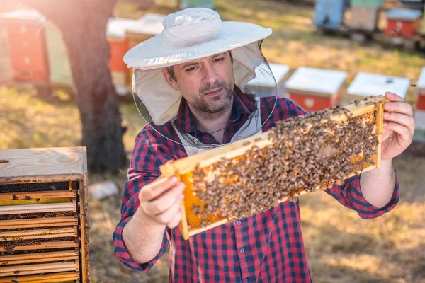 Пчеловод проверяет пчел на открытом воздухе — стоковое фото