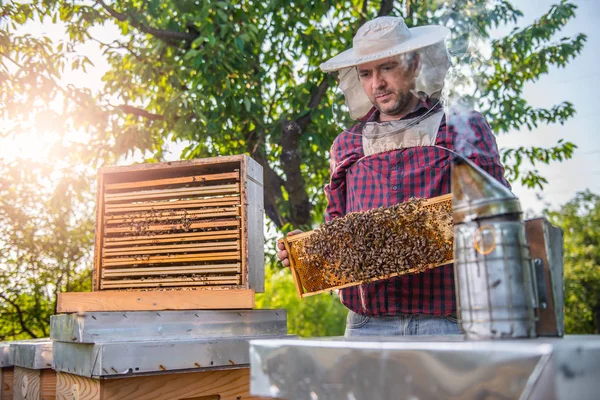 Biodlaren kontrollera bikupor på gård — Stockfoto