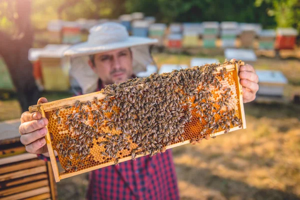 Imker controleren van bijenkorven op boerderij — Stockfoto