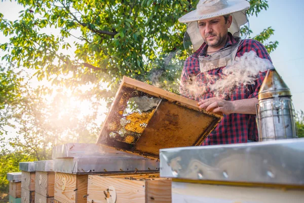 Apicultor revisando abejas melíferas — Foto de Stock